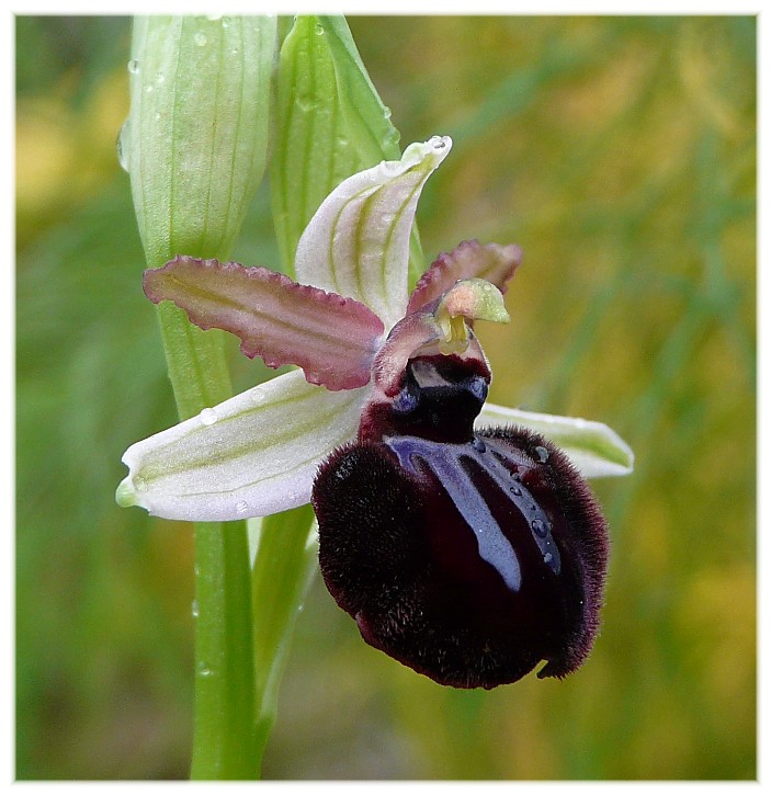 Ophrys fusca s.l. e O. sipontensis